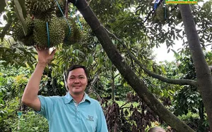 gia-sau-rieng-dak-lak-hom-nay-9d2a59e4696f76a45ea444f3345c2c17 Đắk Nông: 19 hộ nông dân toàn nhà khá giả nhờ trồng sầu riêng cùng làm thương hiệu cho trái cây đặc sản