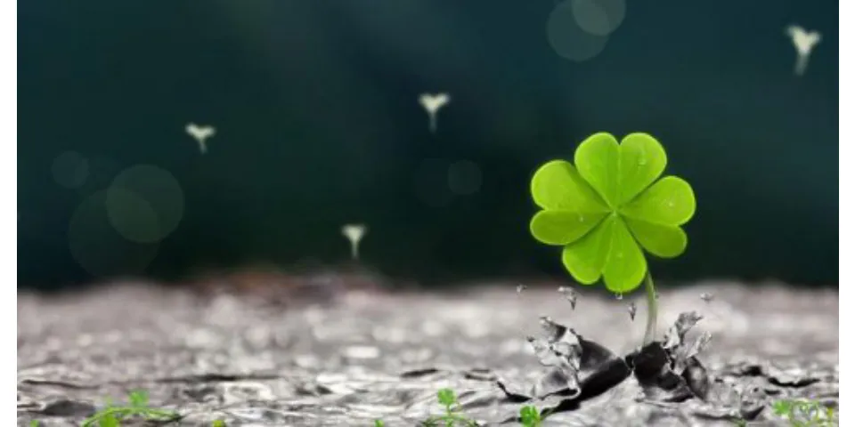 Top 8 hình cỏ 4 lá dễ thương